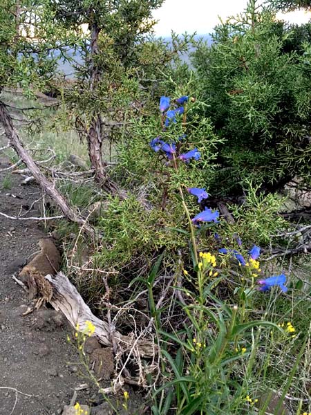 4-blue-and-yellow-wild-flowers-at-the-top-of-the-butte